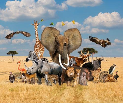 African Safari by  Kennard & Kennard Designs